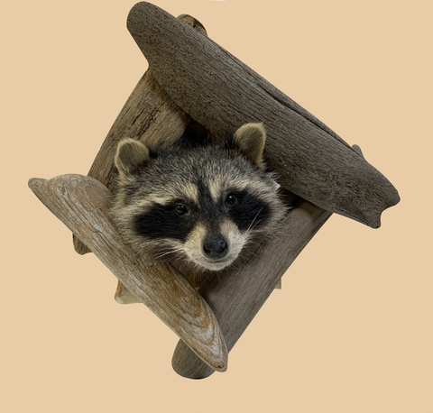 Peeping Raccoon Head - Rusty Moose Marketplace