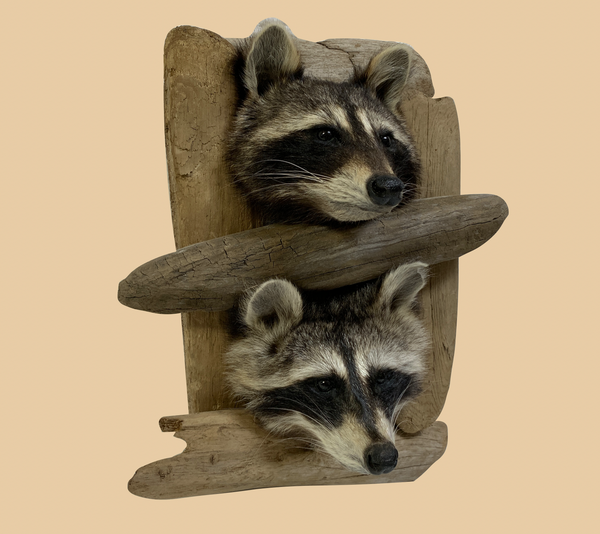 Double Peeping Raccoon Heads - Rusty Moose Marketplace