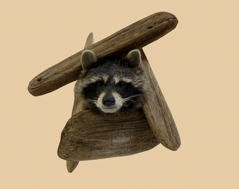 Peeping Raccoon Head - Rusty Moose Marketplace
