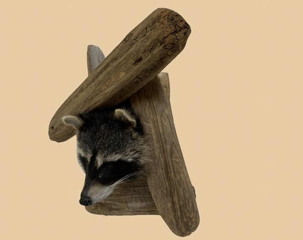 Peeping Raccoon Head - Rusty Moose Marketplace