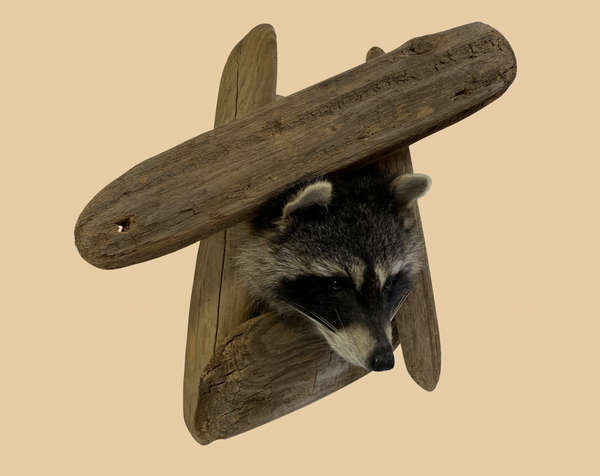 Peeping Raccoon Head - Rusty Moose Marketplace