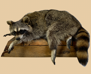 Sitting on the Ledge Raccoon - Rusty Moose Marketplace