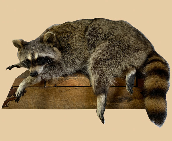 Sitting on the Ledge Raccoon - Rusty Moose Marketplace