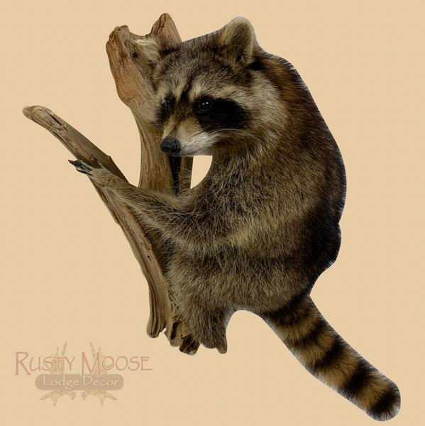 Hanging Raccoon - Rusty Moose Marketplace