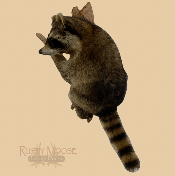 Hanging Raccoon - Rusty Moose Marketplace