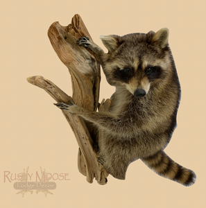 Hanging Raccoon - Rusty Moose Marketplace